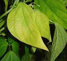 Мезжилковый хлороз при недостатке железа на листе