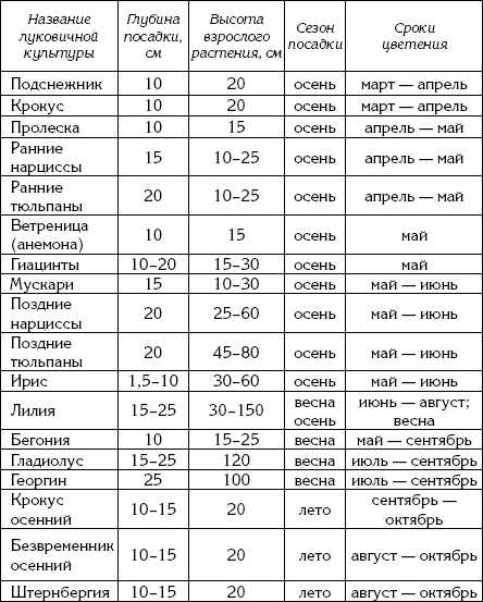 Таблица сроков посадки и цветения луковичных культур