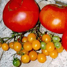 рассада, томаты