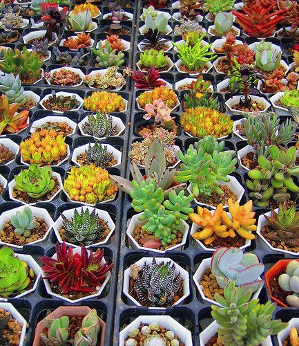 разнообразие видов кактусов