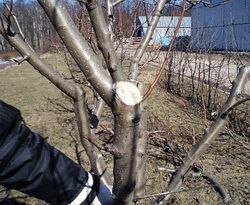 как проводить обрезку деревьев в саду