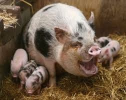 правильное кормление свиней