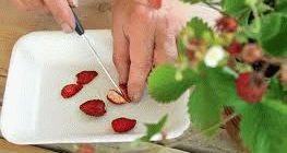приготовления семян из ягод земляники