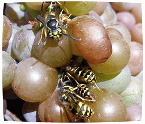 борьба с осами на винограде