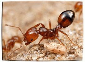 домашние муравьи