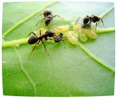 садовый муравей на л…