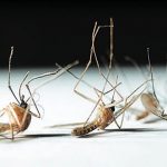 Как бороться с комарами инновационными методами