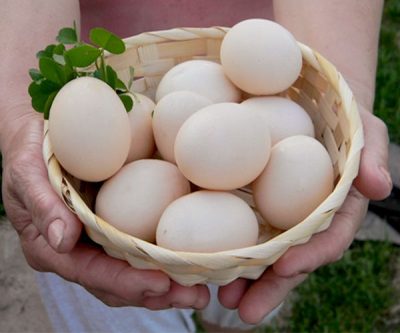 деревенские яйца