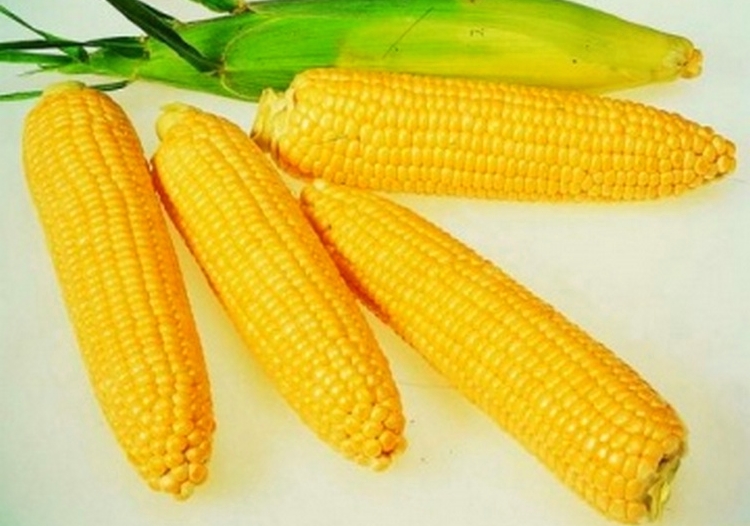 восковая зрелость кукурузы