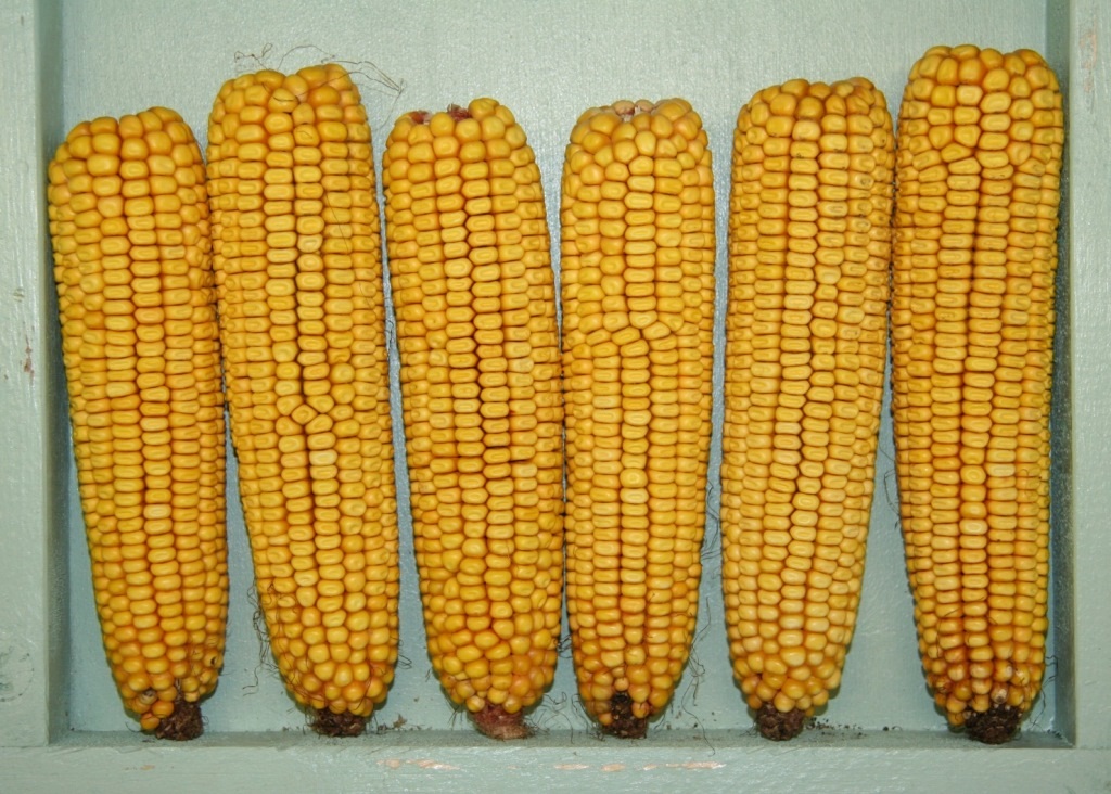 Зубовидная-кукуруза