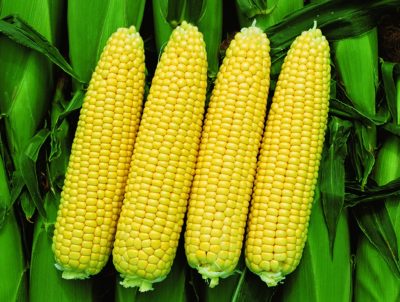 виды кукурузы