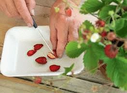 приготовления семян из ягод земляники