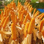 зерновая кукуруза