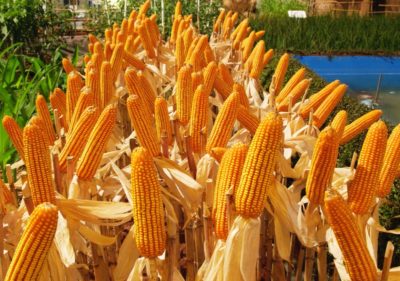зерновая кукуруза